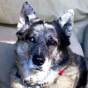 Meet your Posher, Flea